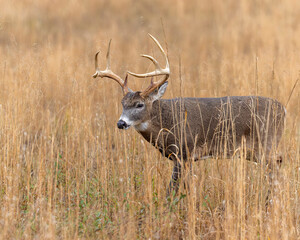 Mature 8 Point buck in the rut in Cades Cove