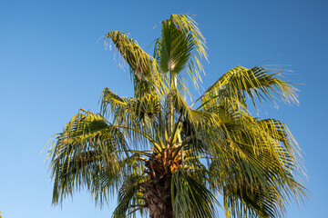 palm tree on blue sky background