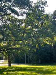 Naklejka premium Greenery 