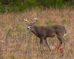 Mature 8 Point buck in the rut in Cades Cove