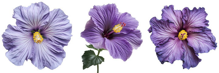 Set of hibiscus flower isolated on transparent background