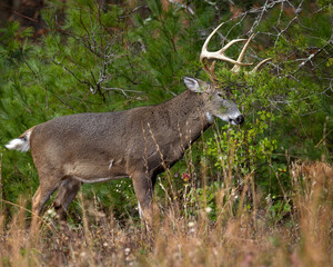 Mature 8 Point buck in the rut in Cades Cove