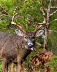Mature 8 Point buck in the rut in Cades Cove