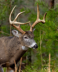 Mature 8 Point buck in the rut in Cades Cove