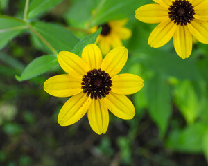 Rudbeckia triloba | Brown-eyed Susan | Native North American Wildflower