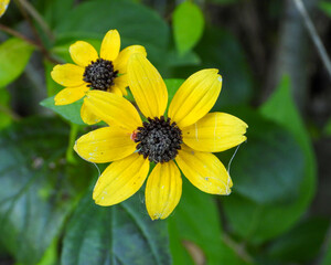 Rudbeckia triloba | Brown-eyed Susan | Native North American Wildflower