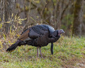 Gobbler in fall