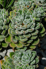 Blattstruktur einer Echeveria