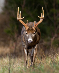 Mature 10 point buck in Cades Cove