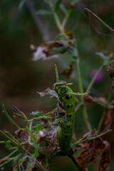 Flora fauna