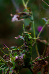 Flora fauna
