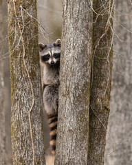 Young Raccoon peeking around tree