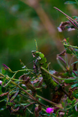 Flora fauna