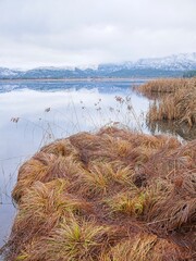 Yellow grass by a calm lake.
