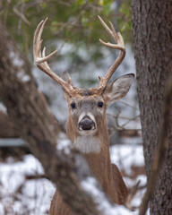 Whitetail buck in snow