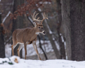 Whitetail buck in snow