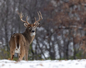 Whitetail buck in snow