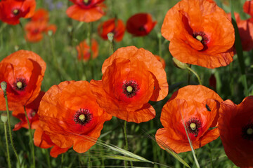 Common Poppy (Papaver rhoeas) glowing in the early morning sun. Also known as Corn Poppy or Flanders poppy
