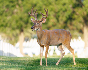 Whitetail buck in veteran cemetery