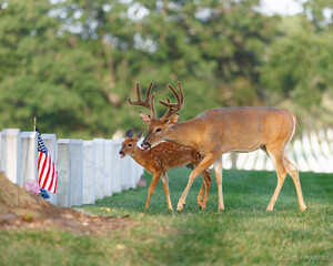 Fawn and 8 point buck walking together in veteran cemetery