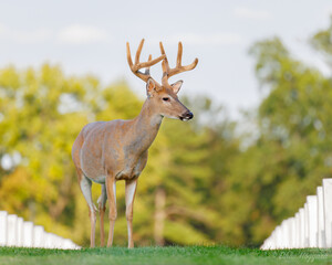 Whitetail Deer 8 point in velvet