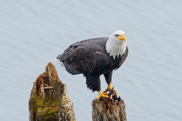 Alert bald eagle on a post.