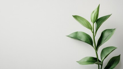 Fototapeta premium Serene Green Sprig on White Background: Minimalist Botanical Photography