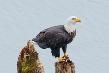 Bald eagle with a fish in its talons.