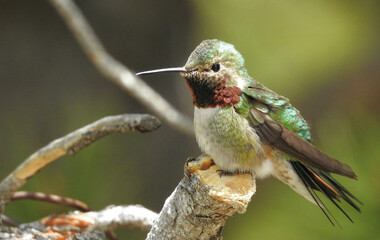 A hummingbird with iridescent green and red plumage perches on a tree branch. The background is...