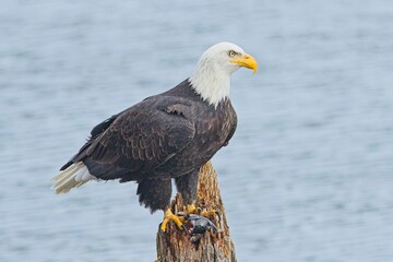 Side view of a majestic bald eagle.