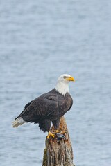 Portrait of bald eagle on wood post.
