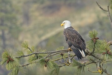 Bald eagle perched on a tree branch.