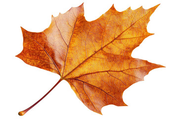 Obraz premium A vibrant, autumn-colored leaf showcasing intricate veins and a smooth texture, embodying the essence of the fall season.