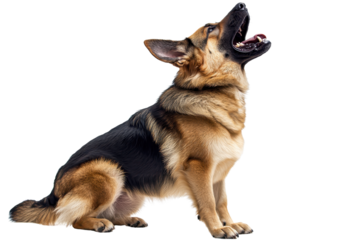 A German Shepherd sits upright, mouth open in a howl, showcasing its strong posture and distinctive coat pattern.