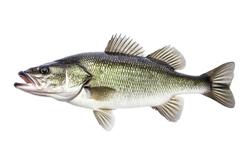 A large bass fish with a sleek body, prominent fins, and a distinct greenish hue, showcasing its detailed scales and features.