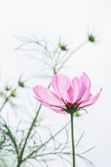 Blume | Sommerkörbchen