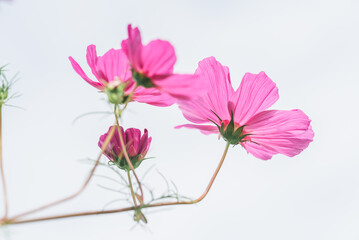 Blume | Sommerkörbchen