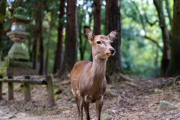 Deer alone in the woods