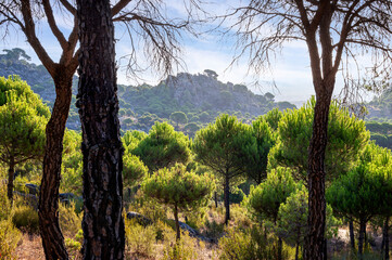 Cerro Alcornocoso tras el pinar