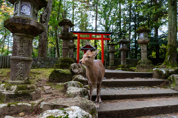 Deer by a shrine in Nara, Japan