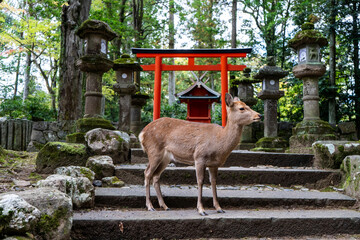 A brown deer standing in front of a shrine in Nara, Japan