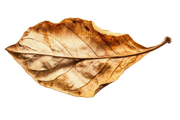 A dried leaf showcasing intricate veins and a rich, earthy color, highlighting its natural texture and age.