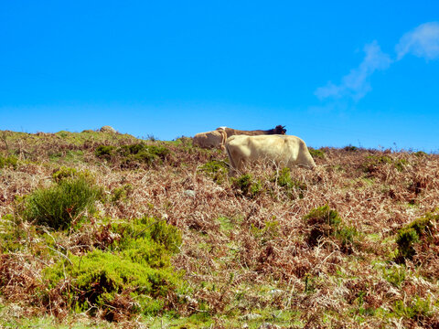 Cows Grazing on the hillside on the isand of Madeira