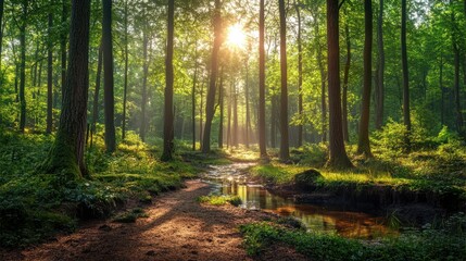 Peaceful cinematic scene of a dense forest with a sunlit trail winding by a gentle creek