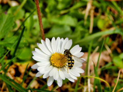 Close up of a Hoverfly (Eupeodes luniger) feeding on the pollen of a daisy
