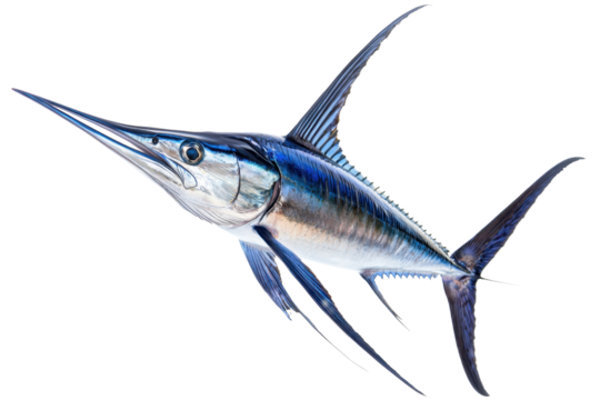 A sleek, blue swordfish with elongated body and sharp snout, showcasing its streamlined shape and powerful fins.