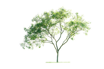 A lush green tree with a spreading canopy and slender branches, showcasing vibrant foliage and a healthy structure.