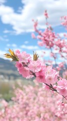 Fototapeta premium A close-up of pink cherry blossoms against a blue sky and soft clouds.