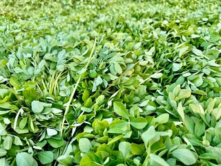 Vegetables green leaf