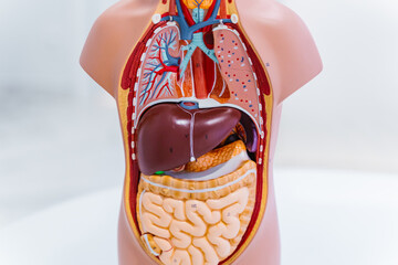 A detailed anatomical model that showcases human organs and their arrangement for educational and...